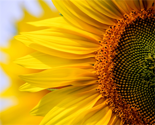 Das Bild zeigt eine Sonnenblume.